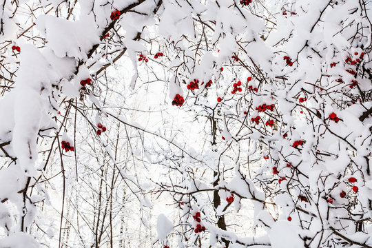 snowy tree branches with frozen hawthorn berries