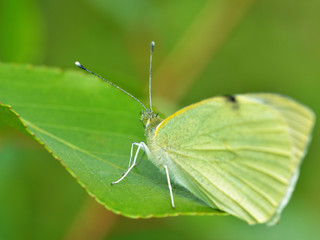 Butterfly drinks nectar from a flower.