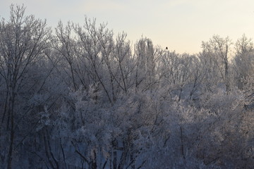 Зимние мотивы