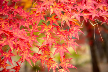 京都 南禅寺の紅葉