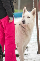 Portrait of a Swiss white shepherd dog walking in Belgium