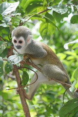 Squirrel monkey (Saimiri sciureus) in the  rainforest of South America