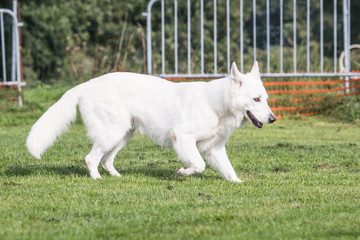Obraz premium Portrait of a Swiss white shepherd dog walking in Belgium