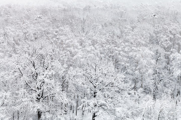 above view of snow covered oak grove in forest