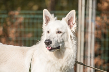 Portrait of a Swiss white shepherd dog walking in Belgium