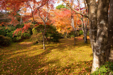 Naklejka premium 京都 大河内山荘の紅葉