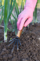Close Up Of Hand Of Women Gardener With Tool Hoe Loosen Ground On Kitchen Garden Of Onion. Work In...