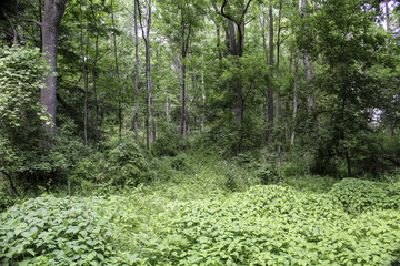 woodland background in the summer