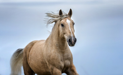 Portrait of a palomino horse. Close up portrait of a running horse. 