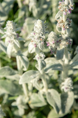 Flowers of stachys of byzantine with green soft leaves in the garden in summer