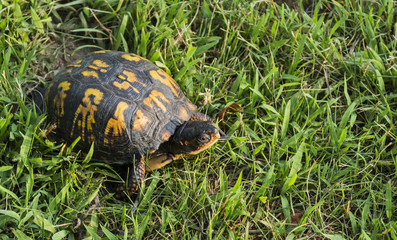 Turtle crawling through the grass