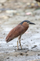 Nankeen night heron or Rufous night heron (Nycticorax caledonicus) in Borneo, Malaysia