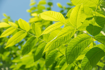 Fototapeta na wymiar Beautiful green leaves of a manchurian nut in sunlight against a blue sky