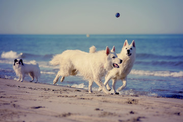 White swiss shepherd