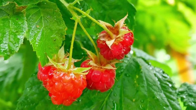 Branch with juicy red raspberries with water drops after the rain on the green background of the leaves