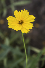 yellow sulphure flower Cosmos with blurred background