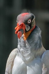 Portrait of king vulture (Sarcoramphus papa)