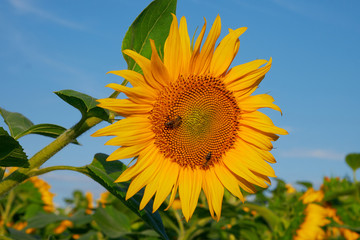 Bee collects pollen on sunflower in summer.