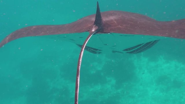 Manta ray from behind Komodo