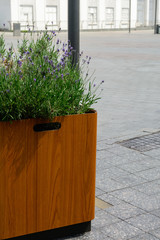Flowerbeds with lavender flowers against the background of paving stones in the city