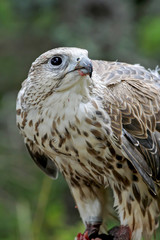 Portrait of Saker falcon (Falco cherrug)