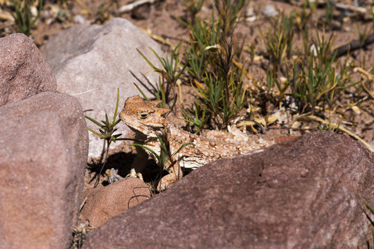 Desert Short Horned Lizard