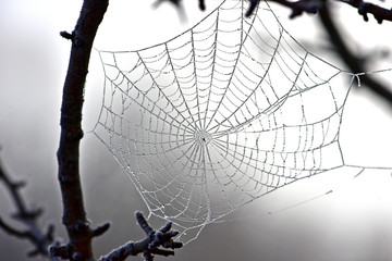 Foggy Dew on a spider web