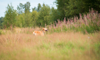 Fields, flowers, tall grass, Labrador dog standing in the grass and looking into the distance
