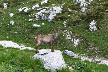 Salita al rifugio Corsi, Tarvisio (Italia)