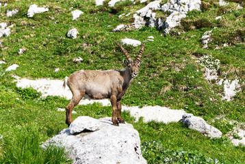 Salita al rifugio Corsi, Tarvisio (Italia)