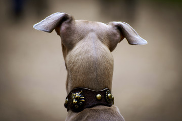 Looking into the distance, the dog Greyhound, Greyhound, looking into the distance to the forest