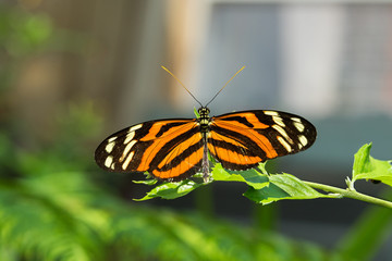Isabella Longwing Butterfluy