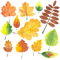 Watercolor set of autumn leaves