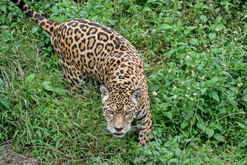Jaguar (Panthera onca) while hunting
