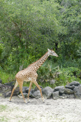 Giraffe