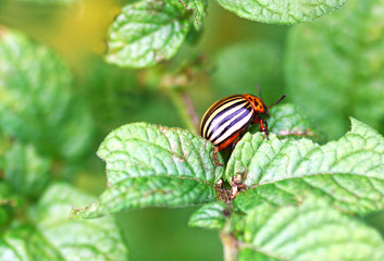 A large striped Colorado potato beetle sits on a potato leaf.