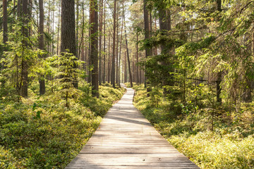 Pine forest with wooden footpath
