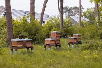 Bienenstöcke und Belegstelle zur Bienenzucht und Imkerei stehen hinter einer Häuserreihe im Gras