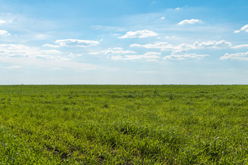 Green grass on blue sky background