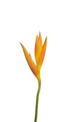 yellow parakeet flower heliconia psittacorum isolated on white background