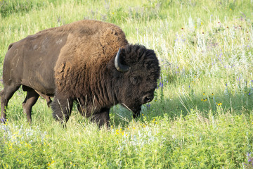 Bison Heard © brent coulter