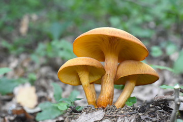 Omphalotus olearius or orange jack o lantern mushroom gills, Poisonous mushroom