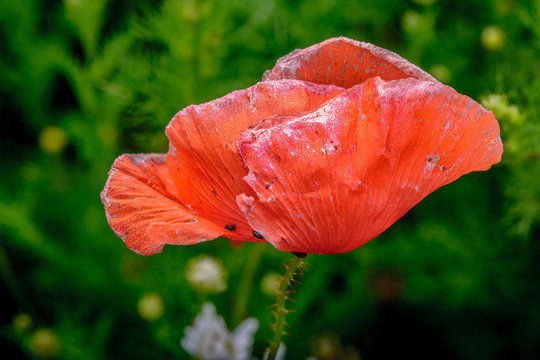 Mohn 1682
