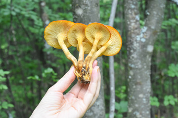 Woman hand holding poisonous mushroom orange jack, Omphalotus olearius lantern mushroom gills, toxic mushroom