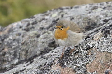 European robin