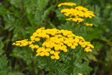Common yarrow or milfoil (Achillea millefolium) flowers. Yarrow, herbal plant in summer time © Ivan
