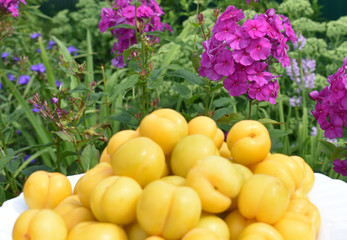 Yellow fruits on a background of flowers