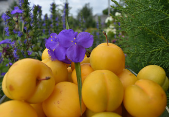 Yellow plum with purple flower