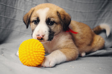 Portrait of a puppy of a pooch