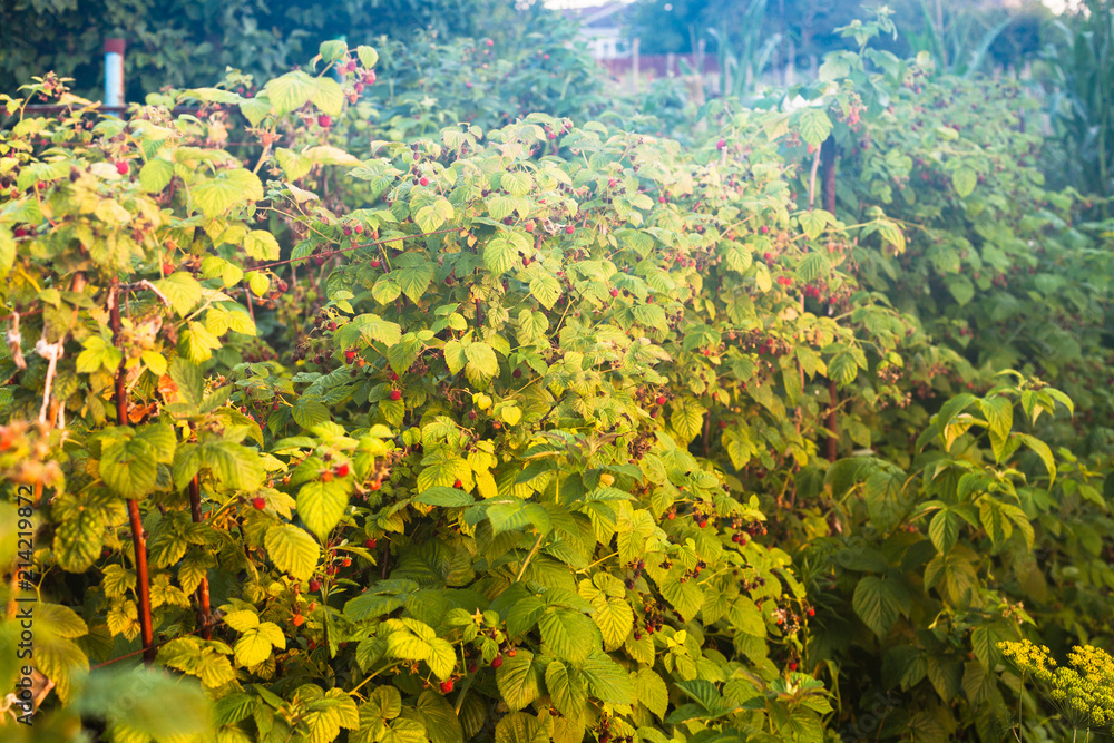 Sticker raspberry bush illuminated by evening sun